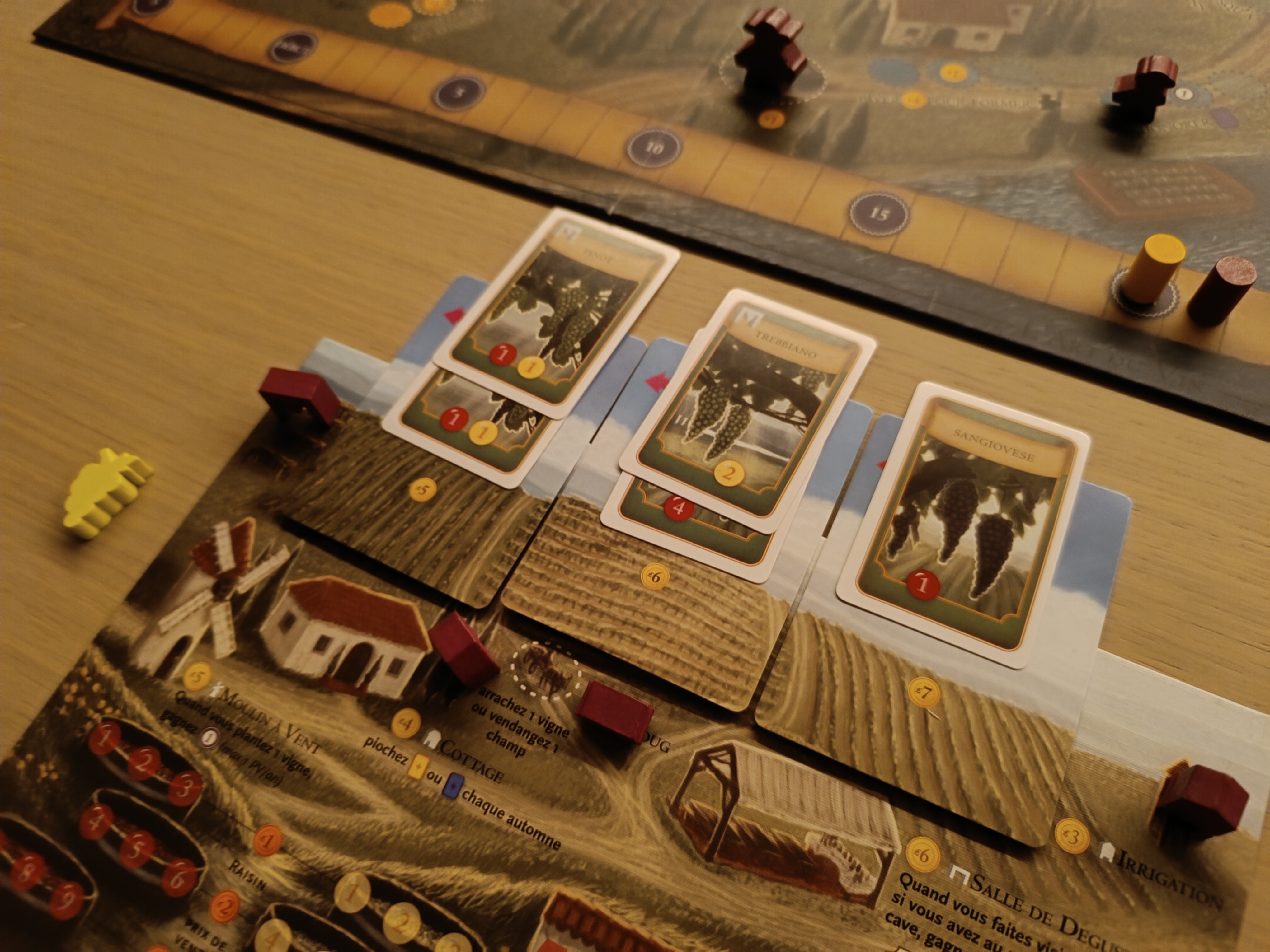 Vines planted in fields